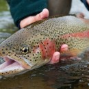 Annual Helen, GA Trout Tournament